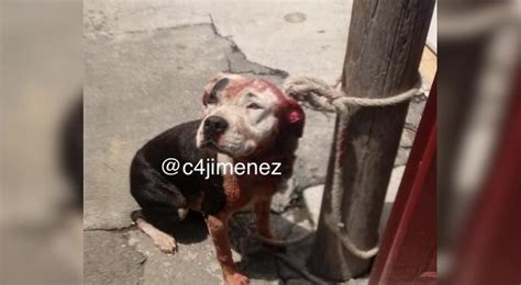 Pitbull mata a bebé de casi 2 años en CDMX