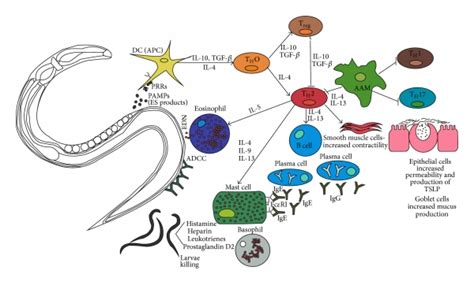 Cellular Interactions In The Immune Response Against Helminths