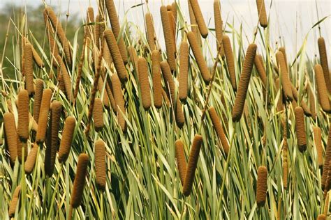 Cattail Prosperity and Peacefulness | Flowers name list, Flower names ...