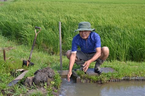 無農薬田んぼの水路の水を抜く 2015年7月19日 里山から里海へ、そして人へ（故郷の田んぼで米づくりに取り組む）