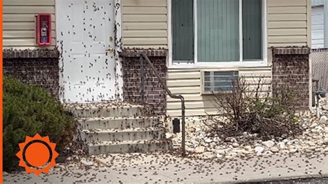 Swarms Of Mormon Crickets Invade Nevada Accuweather Youtube