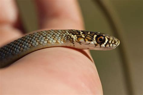 Couleuvre Verte Et Jaune Hierophis Viridiflavus Western Whip Snake