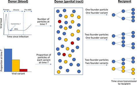 Schematic illustrating how the number of viral particles and number of ...