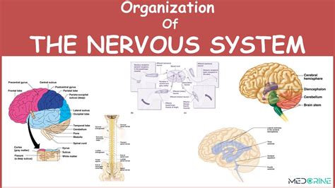 Physiology And Organization Of The Nervous System Physiology YouTube