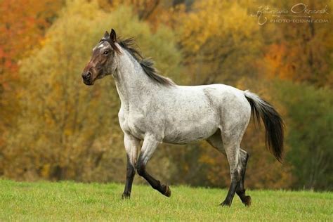 Bay Roan With Roaning On His Head Anda Skunk Tail Does Anyone