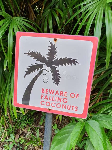 Beware Of Falling Coconuts Stock Image Image Of Palm 31577619