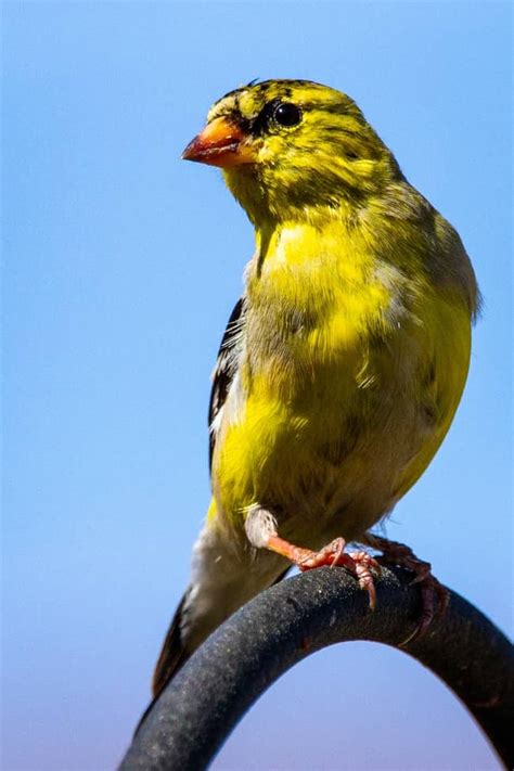 Yellow Bird Spiritual Meanings What Does It Symbolize