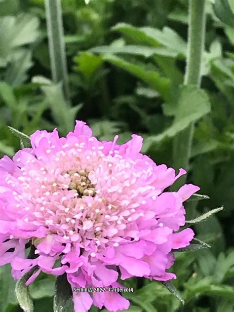 Photo Of The Bloom Of Pincushion Flower Scabiosa Columbaria Pink Mist