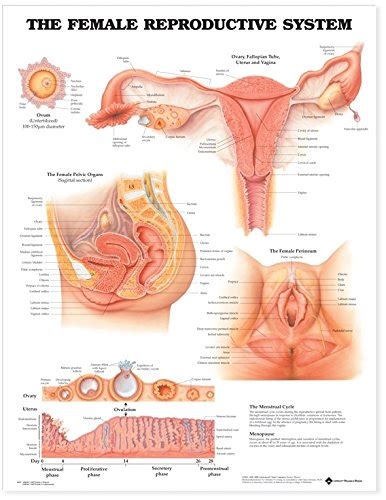 The Female Reproductive System Anatomical Chart Br