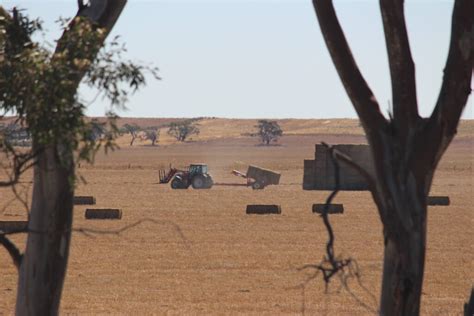 Hay Or Grain The Pros And Cons Of Each Birchip Cropping Group