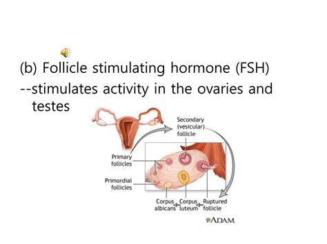 Ppt The Endocrine System Powerpoint Presentation Free Download Id