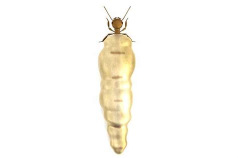 Everything You Need To Know About Termite Queens