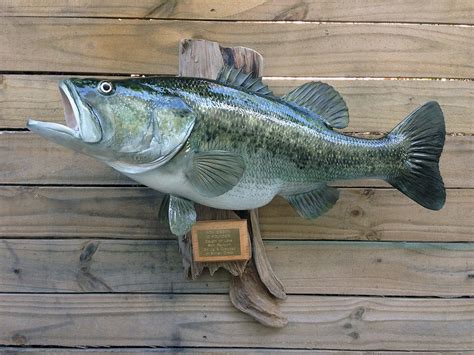 Largemouth Bass 26 Inches Full Mount Fiberglass Fish Replica The Fish