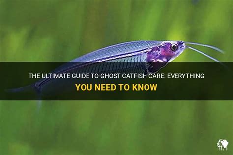 The Ultimate Guide To Ghost Catfish Care Everything You Need To Know