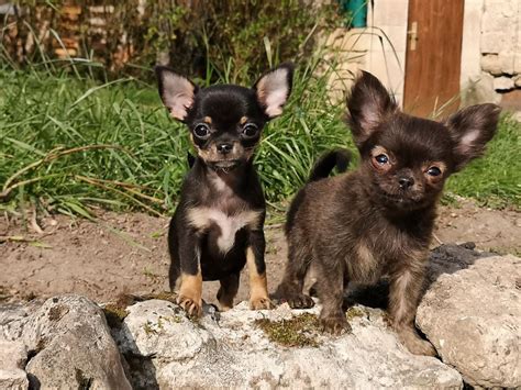 Accueil Elevage Laurenne Prodhon Eleveur De Chiens Chihuahua