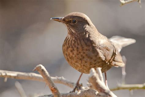 Suffolk Residents Urged To Take Part In Bto Survey On Blackbirds Rapid