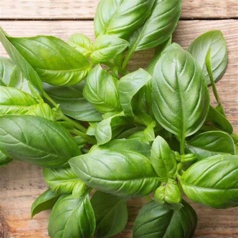 Basil Substitute: 17+ Easy Alternatives For Fresh Or Dry Basil