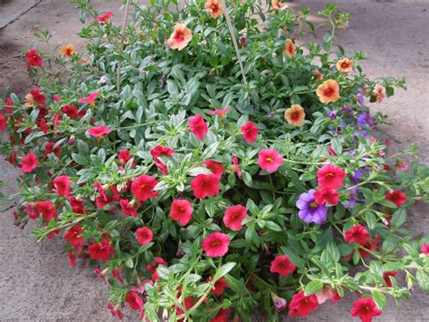 Hanging Baskets Molenaar Greenhouse