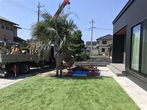 ココスヤシ植栽 群馬県 群馬 ヤシ販売（ココスヤシ・ソテツ・ドラセナ） 前橋リゾートガーデン