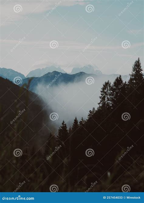 Vertical Shot Of Pine Trees With A Background Of Mountains In Misty