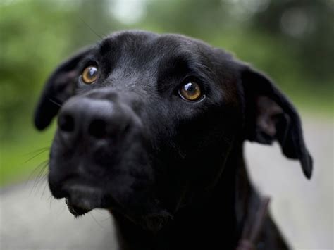 Black Is Beautiful O El Síndrome Del Perro Negro Running For A Dream