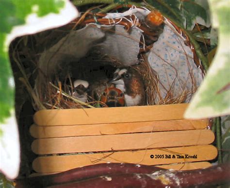 Zebra Finch Nest Box Plans