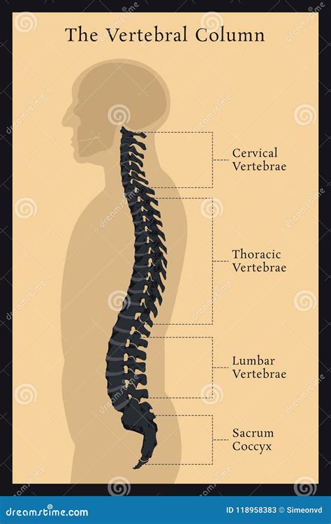 Vertebral Column All Vertebrae Cervical Thoracic Lumbar Sacral Stock