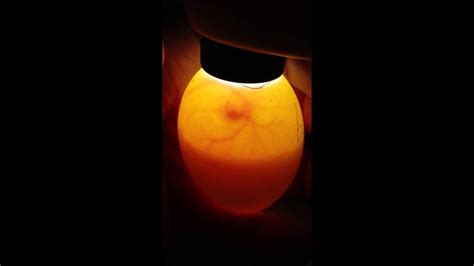 Duck Egg Candling Day 5 Youtube