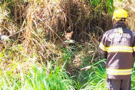 Bombeiros resgatam onça atropelada em rodovia de Goiás Vídeo Metrópoles