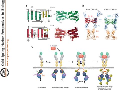 Figure From Csf Receptor Signaling In Myeloid Cells Semantic Scholar