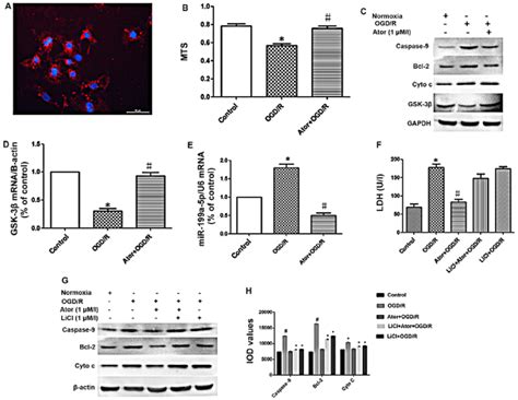 Effects Of Atorvastatin On H9c2 Myocardial Cell Viability Ldh Release