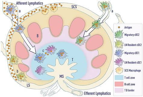 Frontiers Determination Of T Follicular Helper Cell Fate By Dendritic