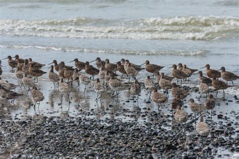 Flock Of Waders Stock Image Image Of Waders Birds Pebbles 45663521