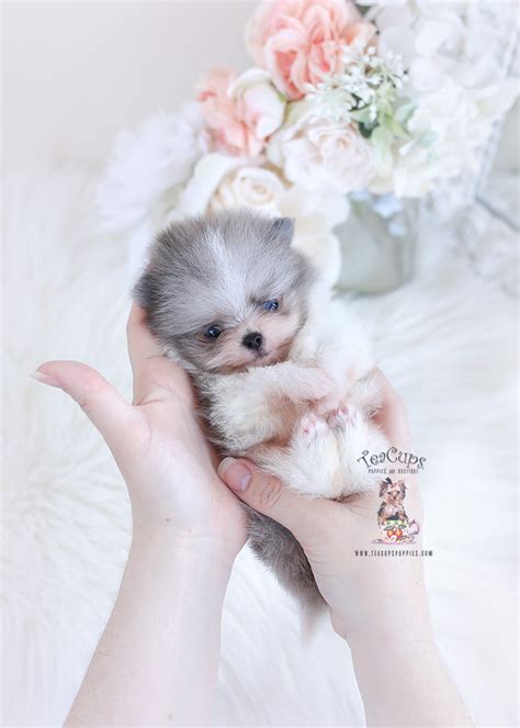 Teacup Pomeranian #063 | Teacup Puppies & Boutique