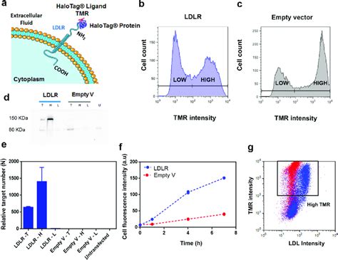 Expression Of Human Ldlr In Hek T Cells A Scheme Of Ldlr Fused