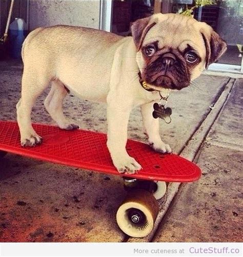 Top 93 Pictures Image Of A Dog On A Red Skateboard Updated