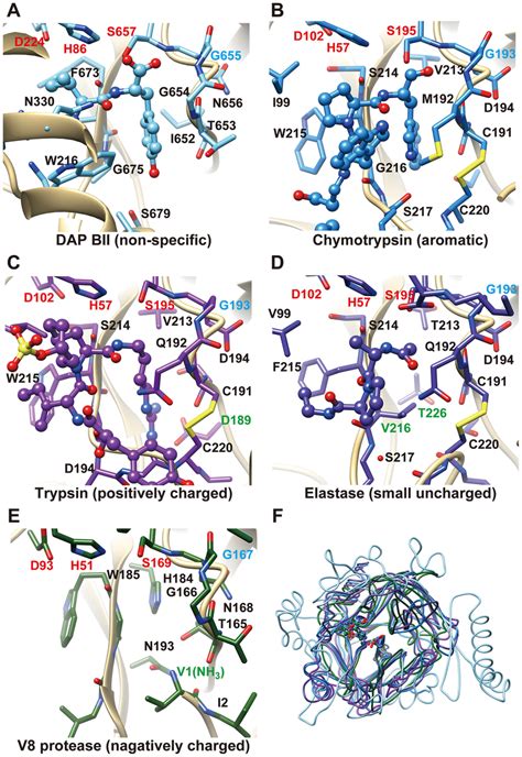 The Active Site Of Clan Pa Peptidases The Catalytic Triad The Gly