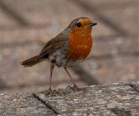 Free Image on Pixabay - Robin Redbreast, Robin | Robin redbreast ...