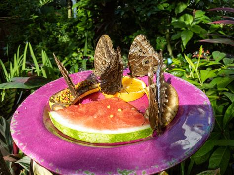 Key West Butterfly And Nature Conservatory The Key West Bu Flickr