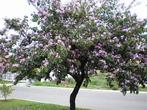 Caracter Siticas E Cultivo Da Pata De Vaca Bauhinia Variegata L