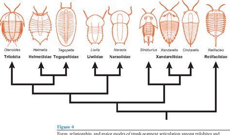 Figure 6 from The Evolution of Trilobite Body Patterning | Semantic Scholar