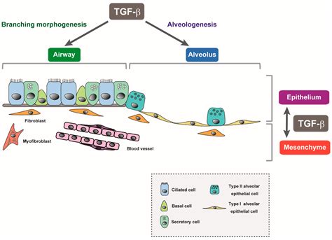 Ijms Free Full Text Tgf β Signaling In Lung Health And Disease