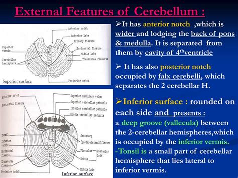 Ppt General Features Of Cerebellum Powerpoint Presentation Free