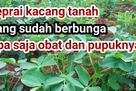 Rahasia Sukses Panduan Praktis Budidaya Kacang Tanah Dengan Langkah