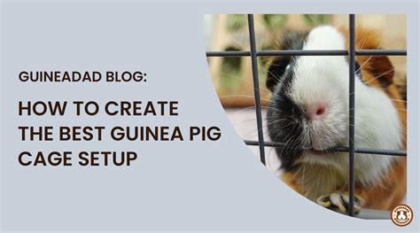 How To Create The Best Guinea Pig Cage Setup Guineadad