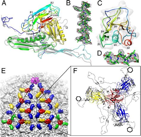 Structures Of The Phi812 Head Major Capsid Protein And Cement