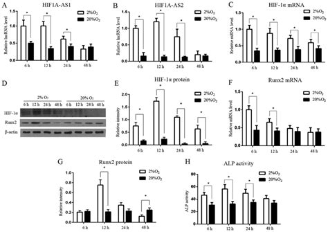 Comparison of HIF1AAS1 and HIF1AAS2 in regulating HIF1α and the