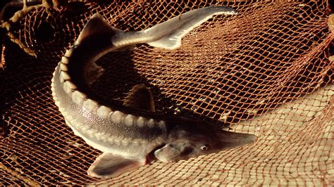 Rare Russian Sturgeon caught and safely released into the Danube brings new hopes | WWF