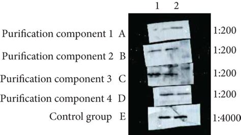 Western Blot Results Of The Test And Control Groups Download