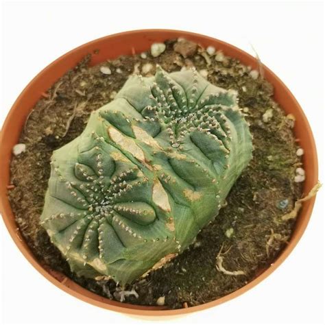 Euphorbia Obesa Tiger Form F Dicotomica 10 Cm Euphorbiaceae